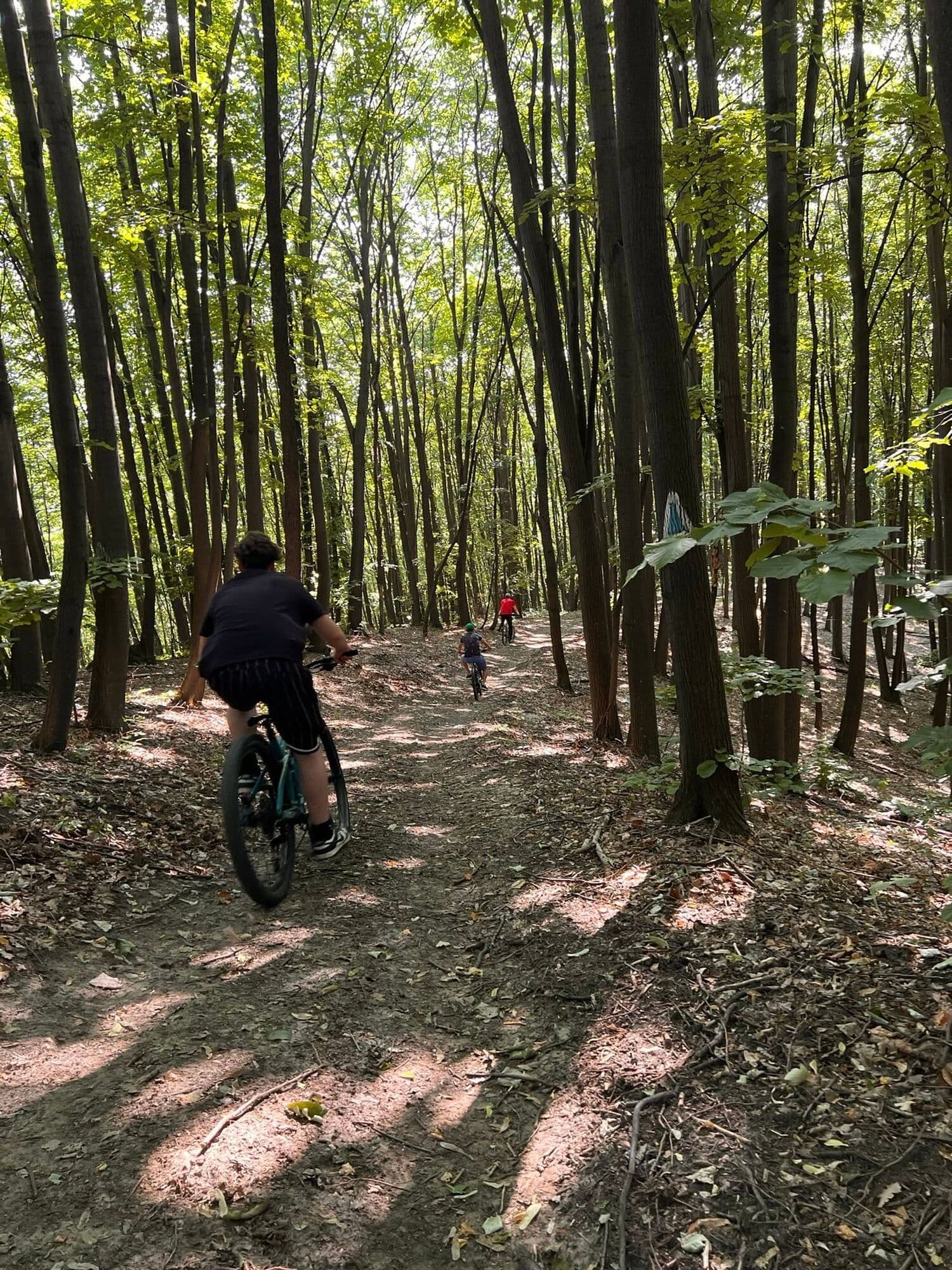 Biciclist pe o potecă printr-o pădure de foioase